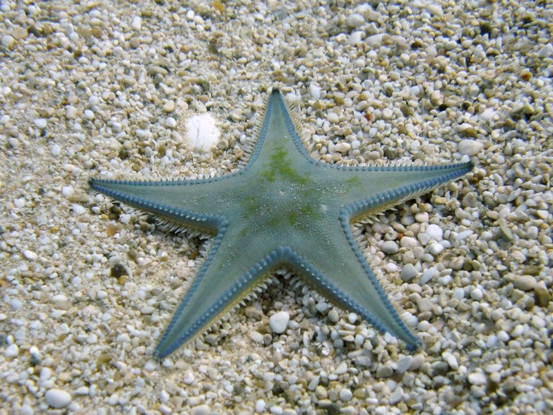 Astropecten jonstoni (Delle Chiaje, 1827)